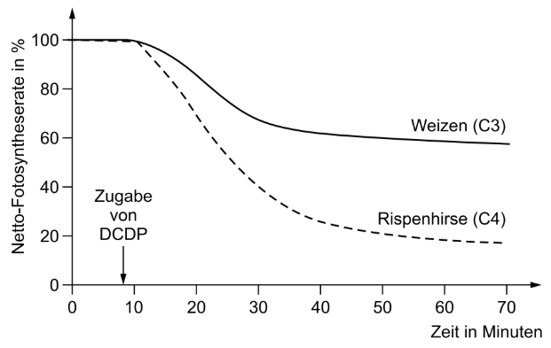 Diagramm: Die Netto-Fotosyntheserate von Weizen und Rispenhirse sinkt nach Zugabe von DCDP unterschiedlich stark.